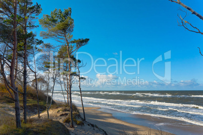 sea, storm, pine, water, sun, beach, sand, wave