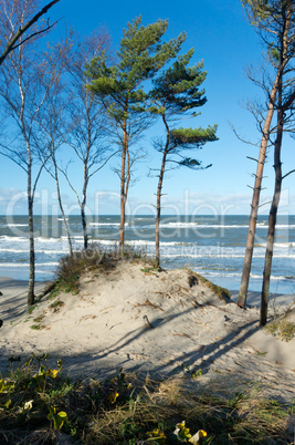 sea, storm, pine, water, sun, beach, sand, wave