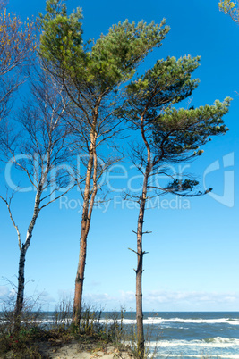 sea, storm, pine, water, sun, beach, sand, wave