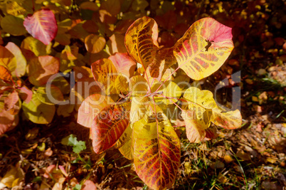 yellow, background, autumn, leaf, leaves,