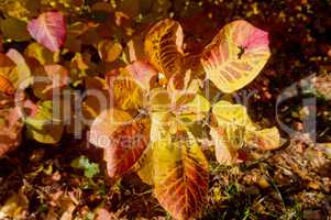 yellow, background, autumn, leaf, leaves,