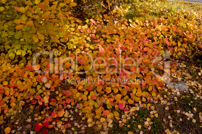 yellow, background, autumn, leaf, leaves,