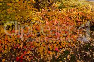 yellow, background, autumn, leaf, leaves,