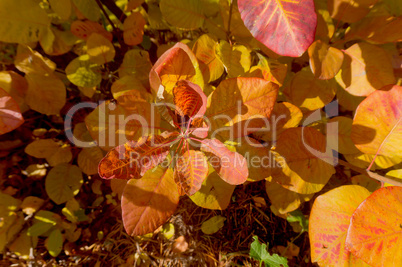 yellow, background, autumn, leaf, leaves,