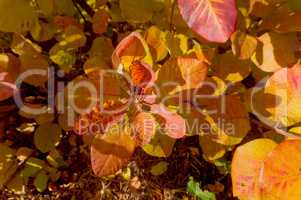 yellow, background, autumn, leaf, leaves,