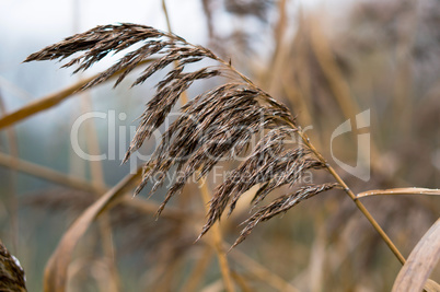 dry grass, background