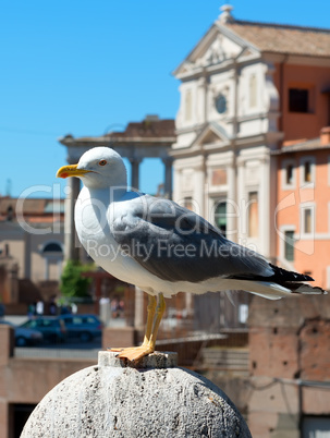 Seagull in Rome