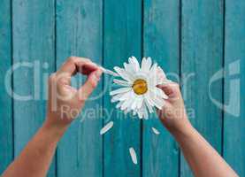 Two female hands hold in hand big white daisy petals and tear