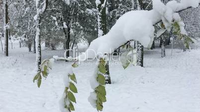tree branch with snow