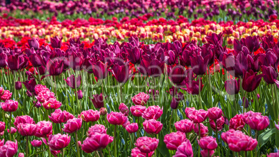 Glade of colorful fresh tulips in the Keukenhof garden