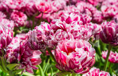 Striped blooming pink and white tulips background