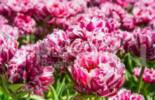 Striped blooming pink and white tulips background