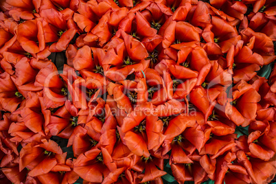 Group of blooming red tulips from above in closeup