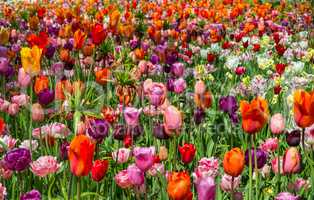 Glade of red, pink, orange and white fresh tulips