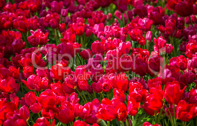 Fresh red tulips Glade in the Keukenhof garden, Netherlands