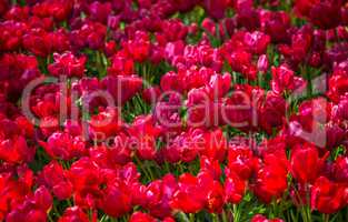 Fresh red tulips Glade in the Keukenhof garden, Netherlands
