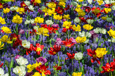 Glade of colorful fresh tulips in the Keukenhof garden