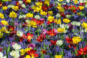 Glade of colorful fresh tulips in the Keukenhof garden