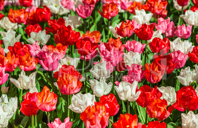 Glade of red, pink and white fresh tulips