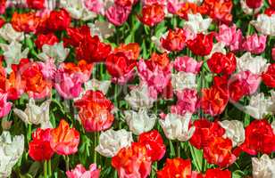Glade of red, pink and white fresh tulips