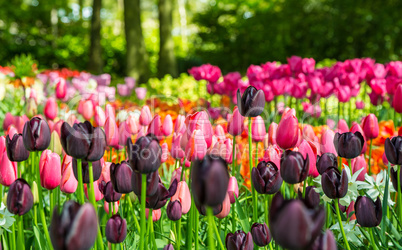Flower field of colourful tulips in the Keukenhof garden