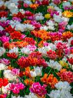 Glade of red, pink, orange and white fresh tulips