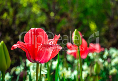 One tulip in the middle of a green field