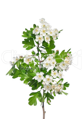 Weißdorn (Crataegus)