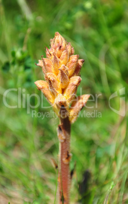 Sommerwurz (Orobanche)