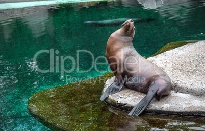 Fur seal sitting by the pool