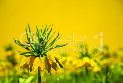 Crown imperial yellow flower