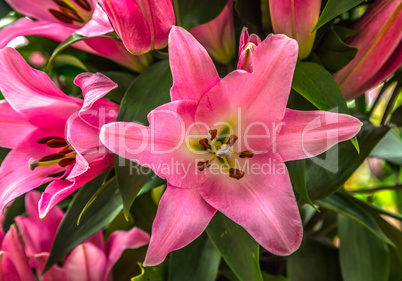 Beautiful pink lily flower close-up