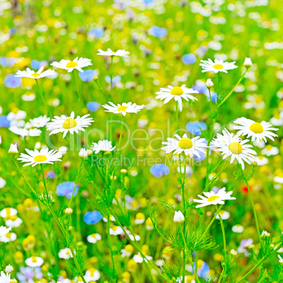 White daisy in meadow. Floral background