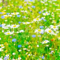 White daisy in meadow. Floral background