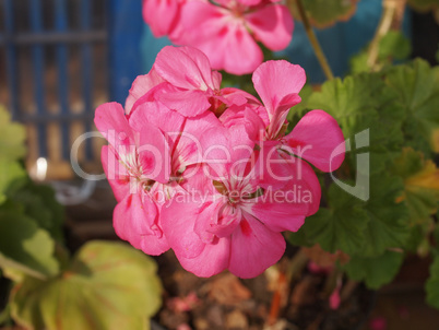 Pink Geranium flower