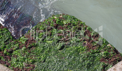 Algae at sea harbour