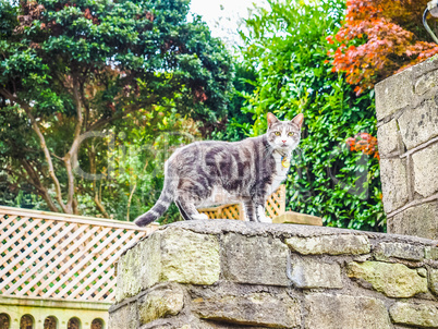 HDR Cat mammal animal