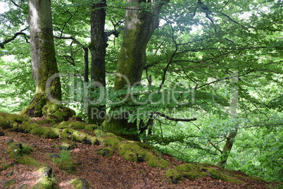 Buchenwald im Westerwald