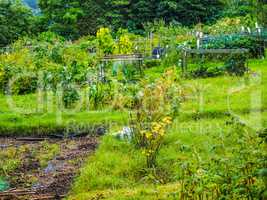 HDR Allotment garden (community garden)