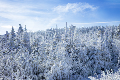 Dreamy winter forest