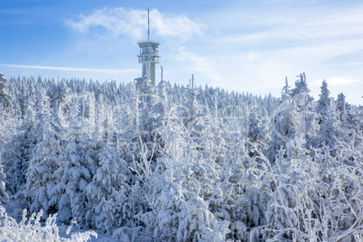 Dreamy winter forest