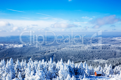 Dreamy winter forest