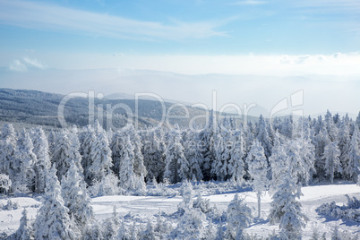 Dreamy winter forest