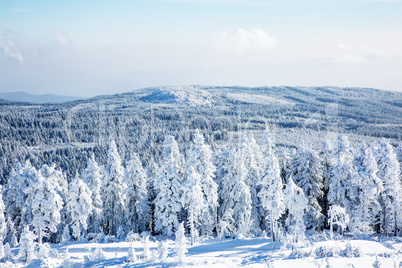 Dreamy winter forest