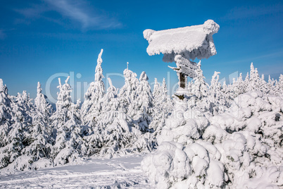 Dreamy winter forest