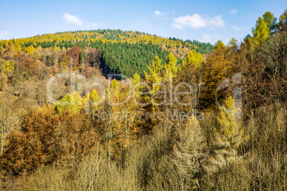 Wonderful forest in the late autumn