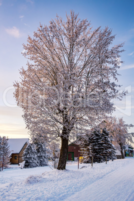 Dreamy snowy tree in winter