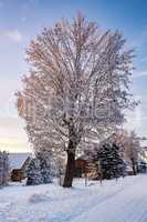 Dreamy snowy tree in winter