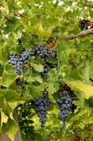 Blue grapes in a wine yard in Canada.