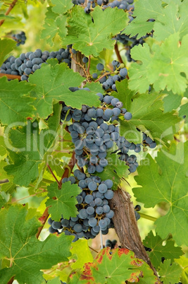 Closeup of blue grapes in a wine yard in Canada.